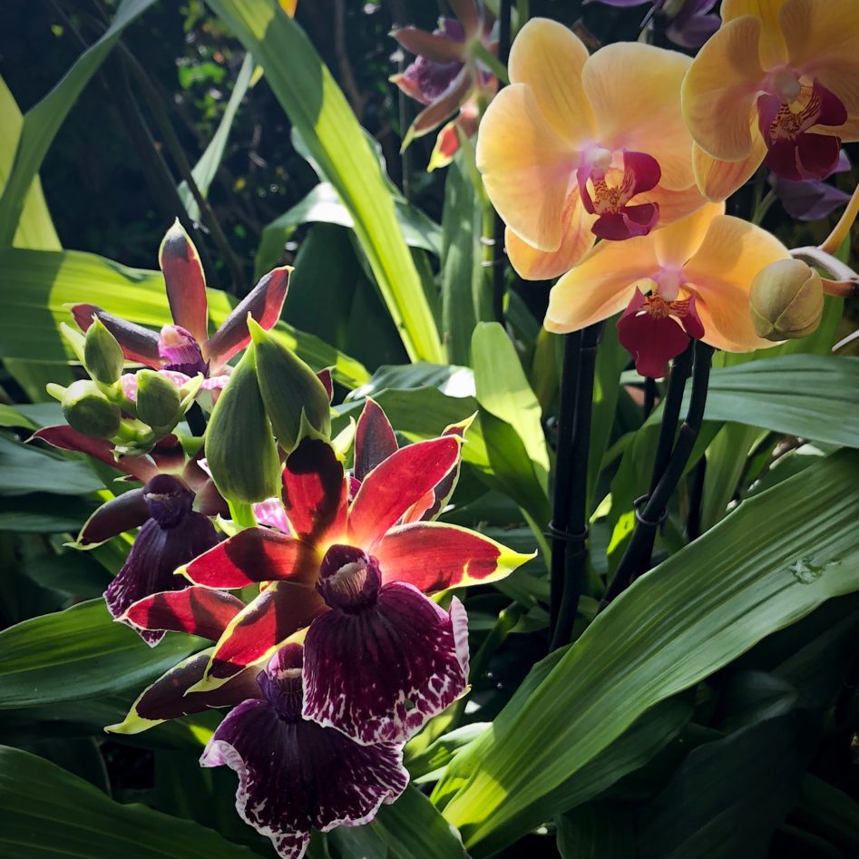 the_orchid_show_NYBG